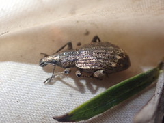 Catoptes brevicornis