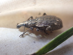 Catoptes brevicornis