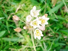 Nothoscordum gracile