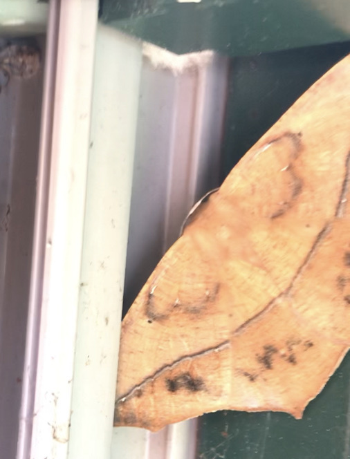 Large Maple Spanworm Moth From The Adirondack Park Schroon Lake NY Large maple spanworm moth from the adirondack park schroon lake ny
