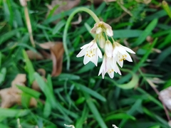 Nothoscordum gracile
