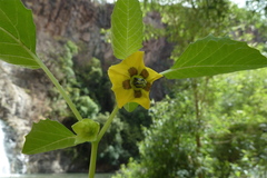 Physalis coztomatl