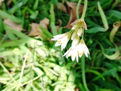 Nothoscordum gracile