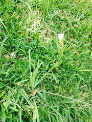 Nothoscordum gracile