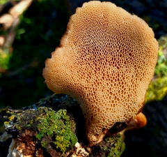 Polyporus mcmurphyi