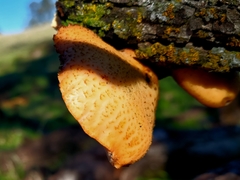 Polyporus mcmurphyi
