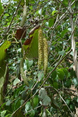 Alnus jorullensis