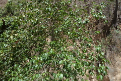 Alnus jorullensis