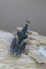 Aradus versicolor