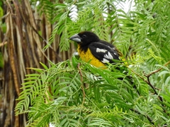 Black-Backed Grosbeak photo 1