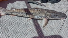 Pseudoplatystoma punctifer