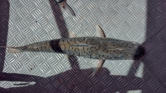 Pseudoplatystoma punctifer