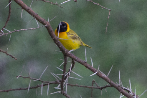 Ploceus intermedius