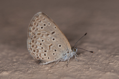 Zizeeria knysna