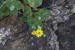 Perityle cordifolia