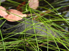 Isolepis inundata