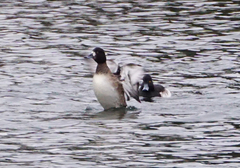 Aythya fuligula