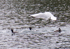 Aythya fuligula