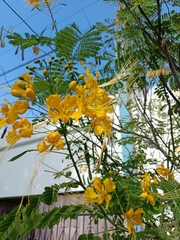 Caesalpinia pulcherrima