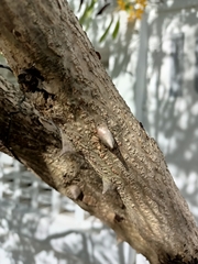 Caesalpinia pulcherrima