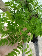 Caesalpinia pulcherrima