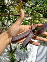 Caesalpinia pulcherrima