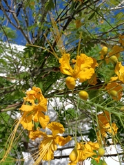 Caesalpinia pulcherrima