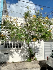 Caesalpinia pulcherrima