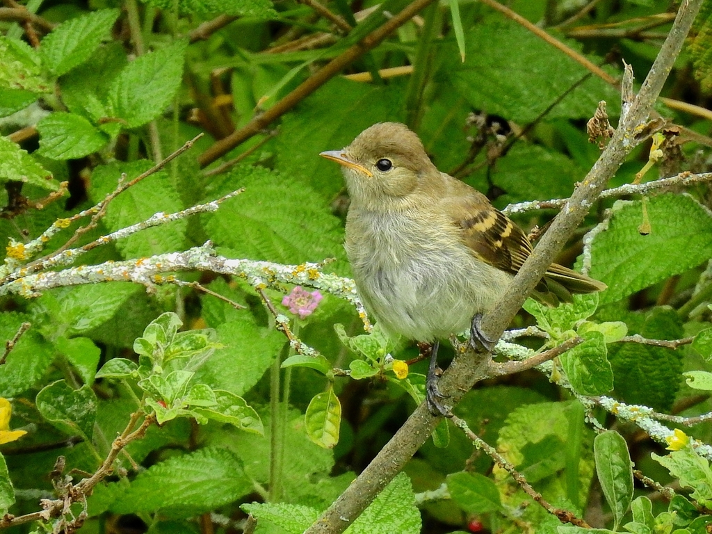Sierran Elaenia