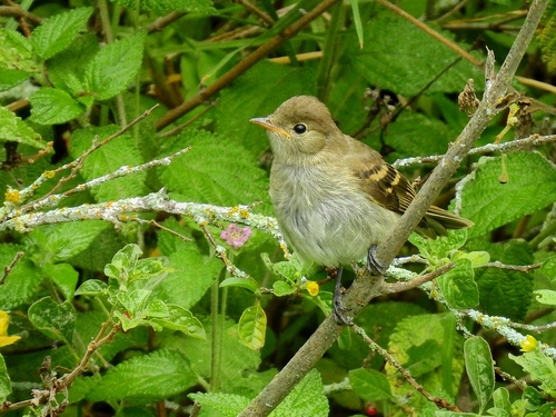 Sierran Elaenia