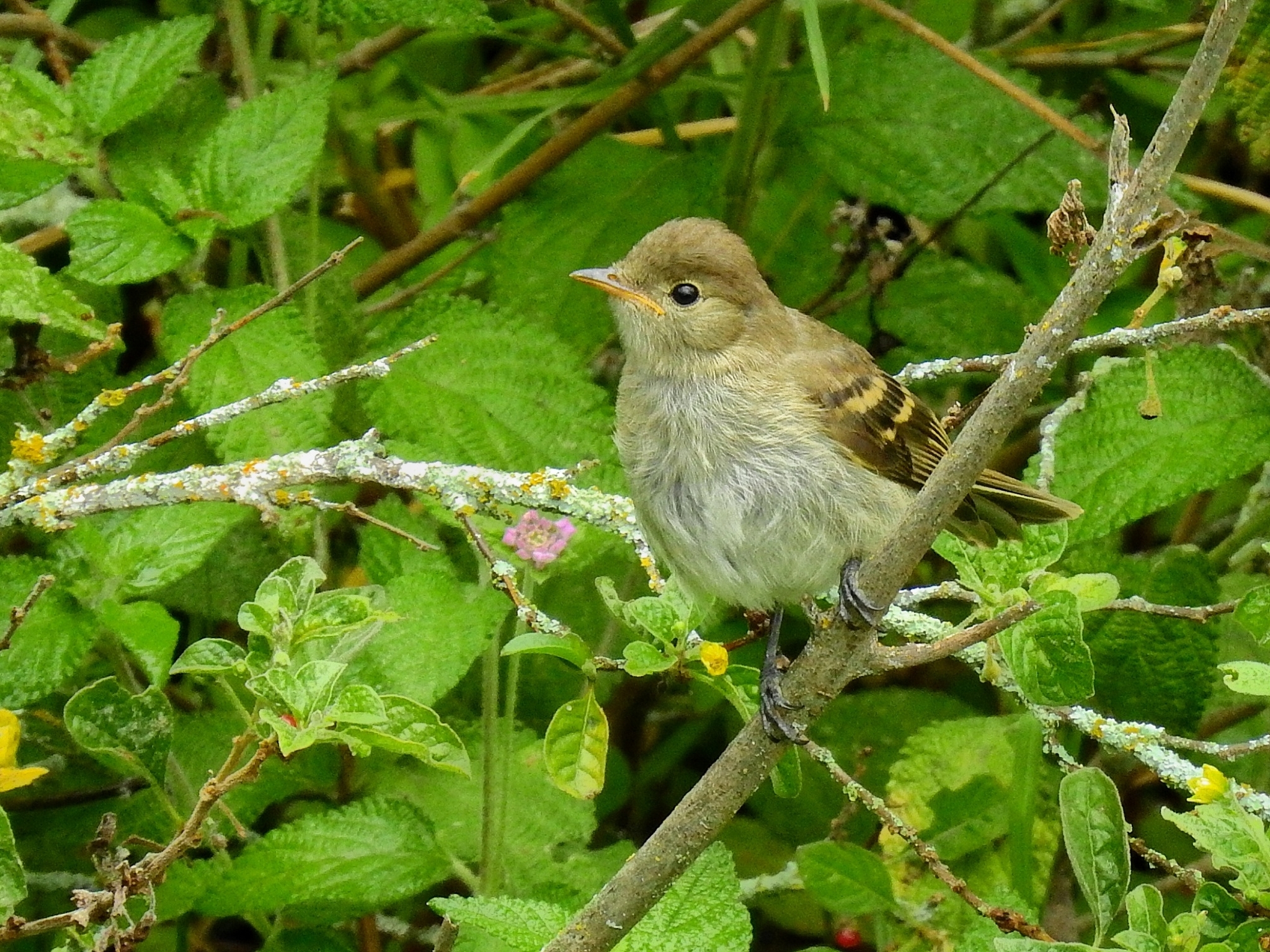 Sierran Elaenia (Elaenia pallatangae), photo 10