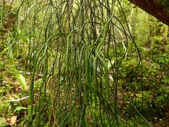 Phlegmariurus billardierei