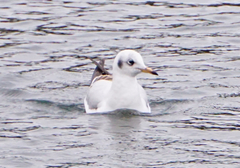 Chroicocephalus ridibundus