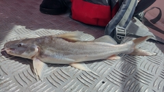 Laulao Catfish photo 2