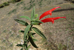 Salvia haenkei