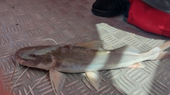 Laulao Catfish photo 3