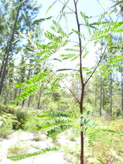 Acacia attenuata