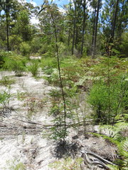 Acacia attenuata