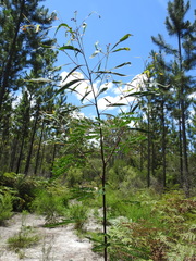 Acacia attenuata