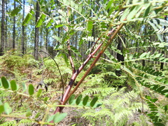 Acacia attenuata