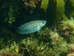 Pseudophycis