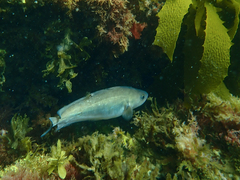 Pseudophycis