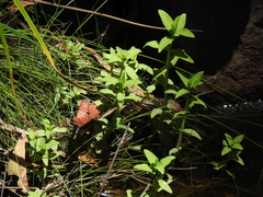 Limnophila aromatica