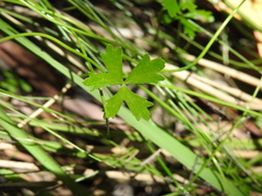 Hydrocotyle paludosa