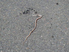 Philodryas psammophidea