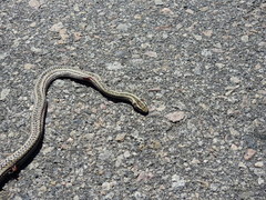 Philodryas psammophidea