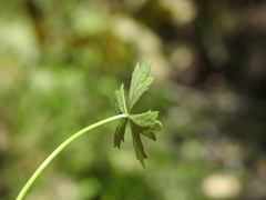 Hydrocotyle paludosa