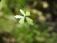 Hydrocotyle paludosa