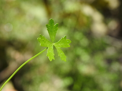 Hydrocotyle paludosa