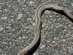 Philodryas psammophidea